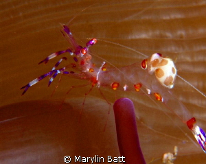 Anomone Shrimp by Marylin Batt 